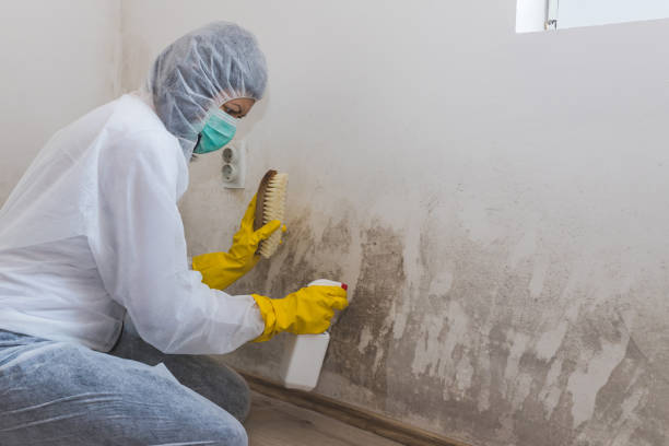 Home Mold Removal in Middlesborough, KY