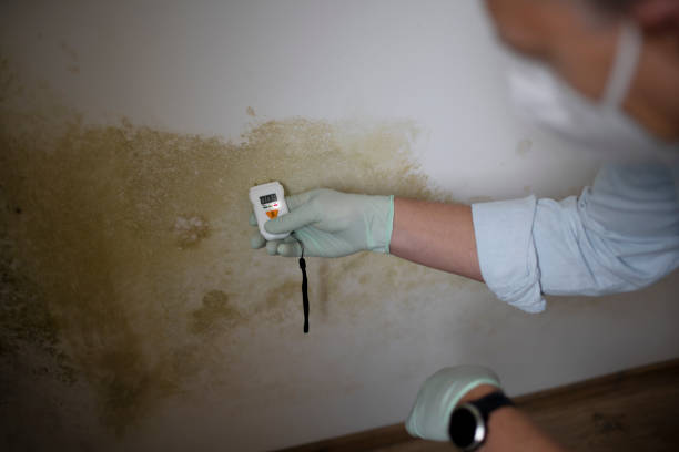 Best Mold Removal Specialists  in Middlesborough, KY