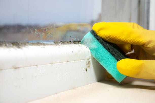 Best Toxic Mold Removal  in Middlesborough, KY