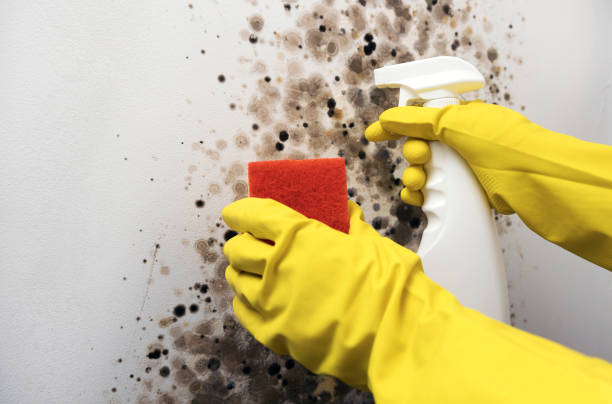 Best Mold Remediation  in Middlesborough, KY