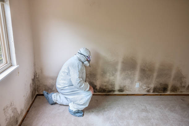 Best Local Mold Removal Service  in Middlesborough, KY