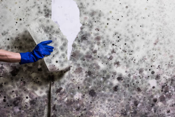 Best Professional Mold Removal  in Middlesborough, KY
