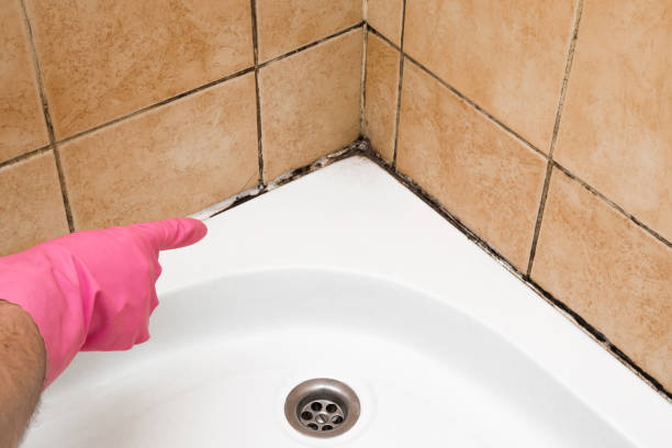 Best Black Mold Removal  in Middlesborough, KY